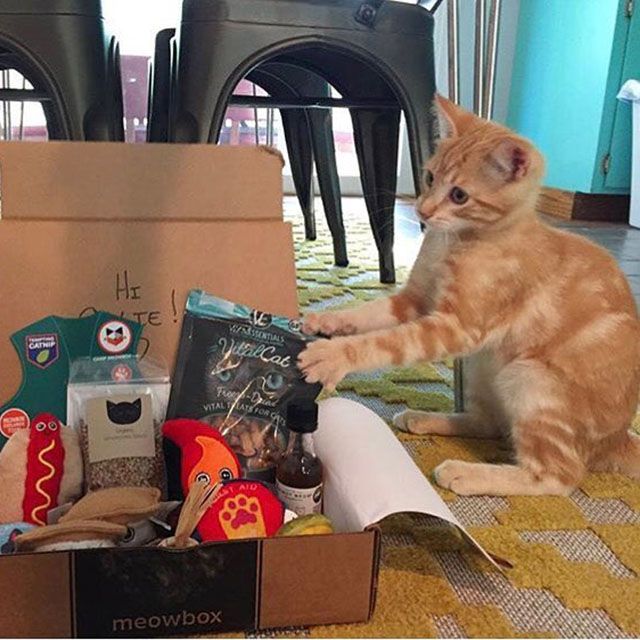 Best Monthly Boxes for Pet Treats and Toys